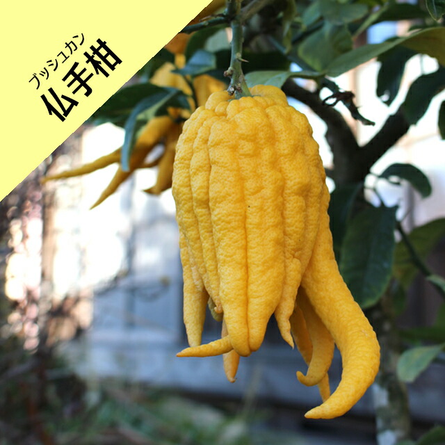 楽天市場】【その他柑橘系ミカン属】仏手柑（ぶっしゅかん）（接木苗