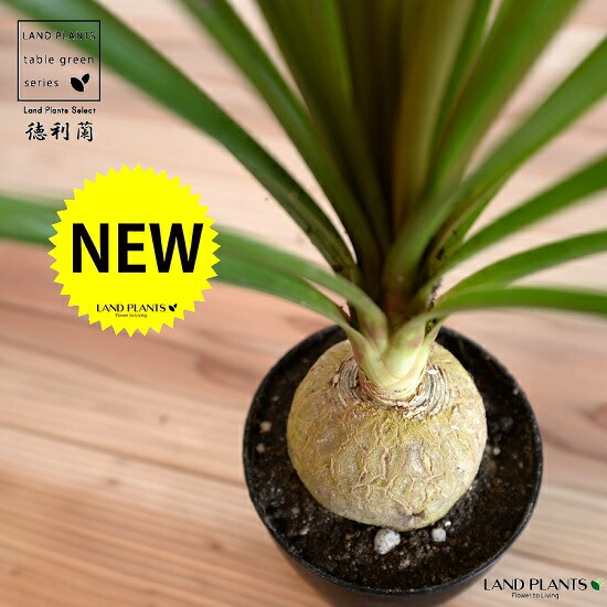 楽天市場】斑入り トックリランの通販