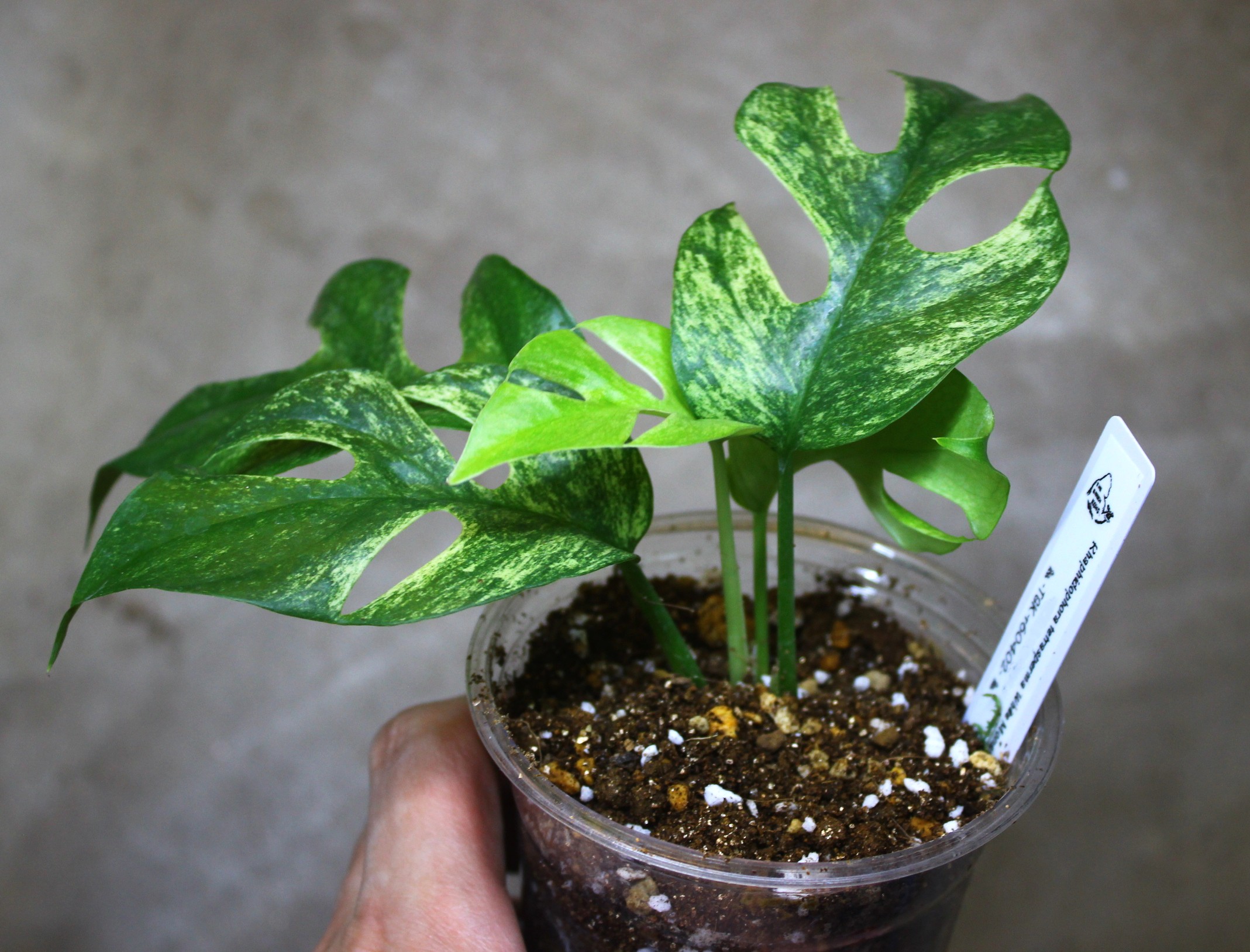 ラフィドフォラ テトラスペルマ ホワイトモンスター | AQUASHOP つきみ堂