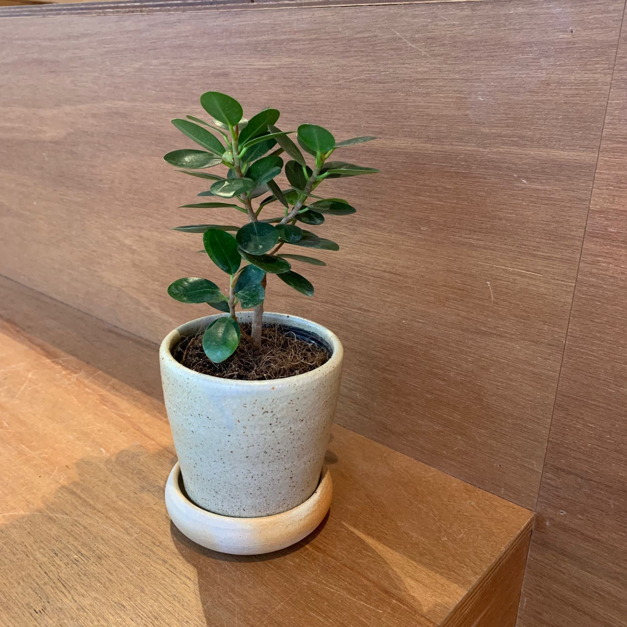 パンダガジュマル I インドアプランツ I プラントソサエティトーキョー