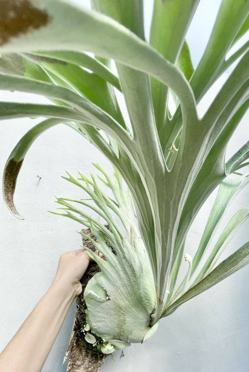 Yahoo!オークション - P. veitchii wild (vp#16) ビカクシダ【vandaka