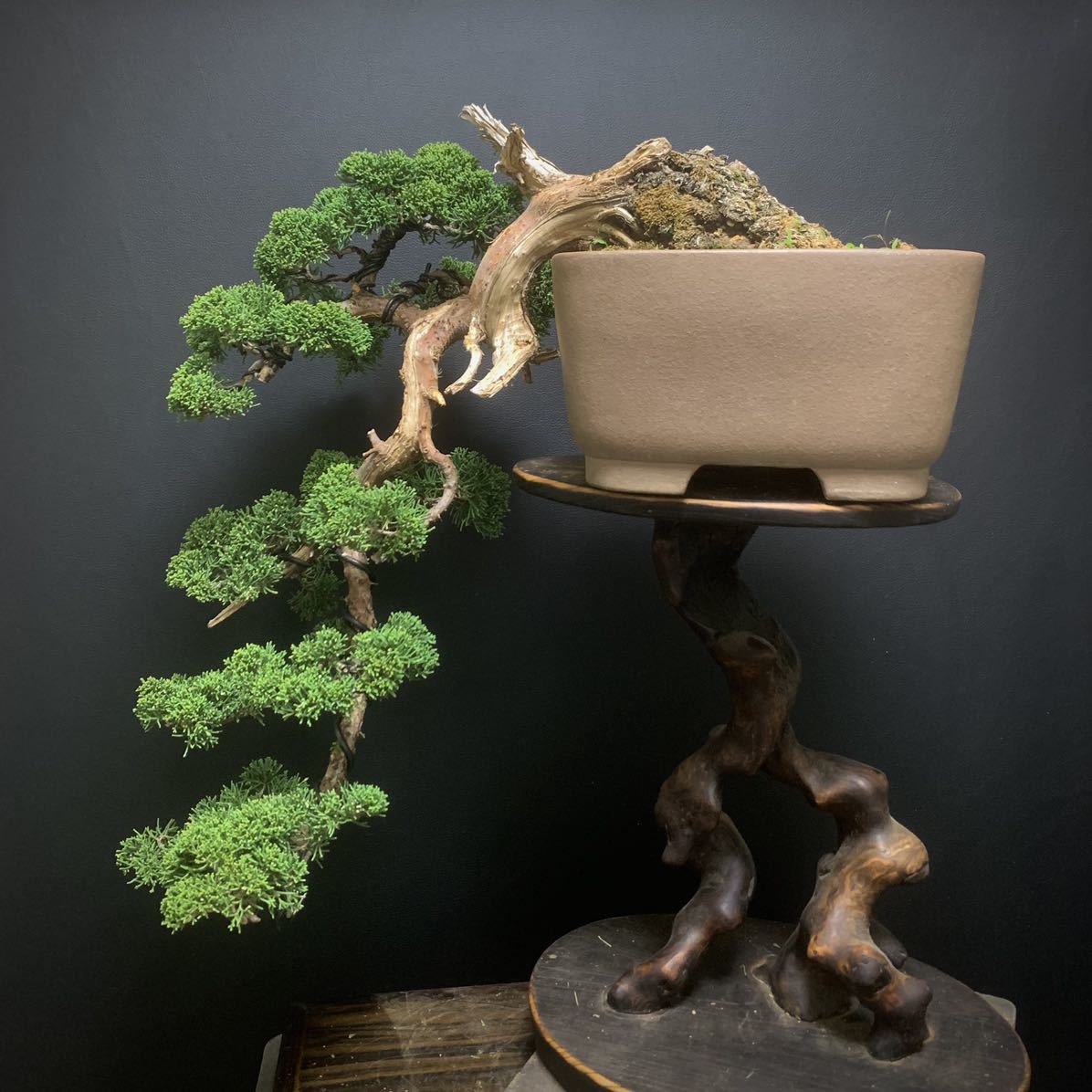 Yahoo!オークション - 《真柏盆栽》真柏 懸崖 盆栽 真柏盆栽 舎利 / 五