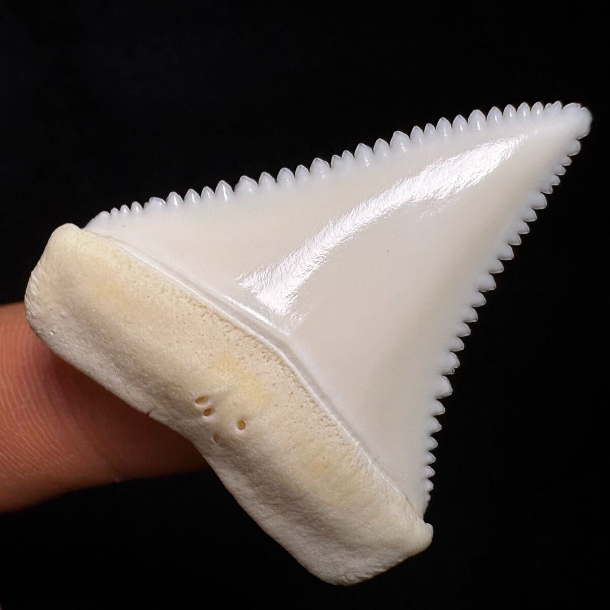 Yahoo!オークション -「ホホジロザメ 顎」の落札相場・落札価格