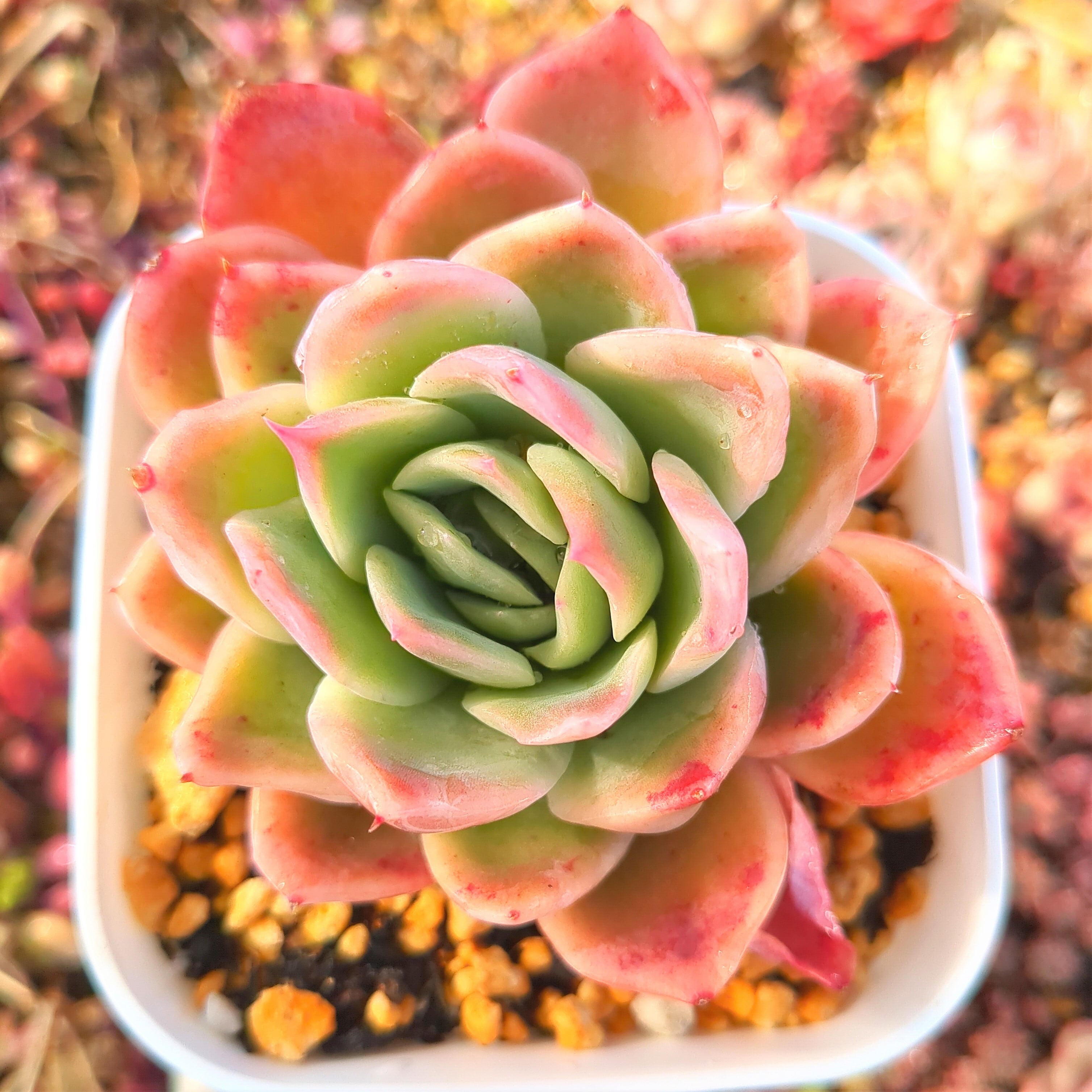 エケベリア ラズベリーアイス（抜き苗） | 多肉植物のネットショップ