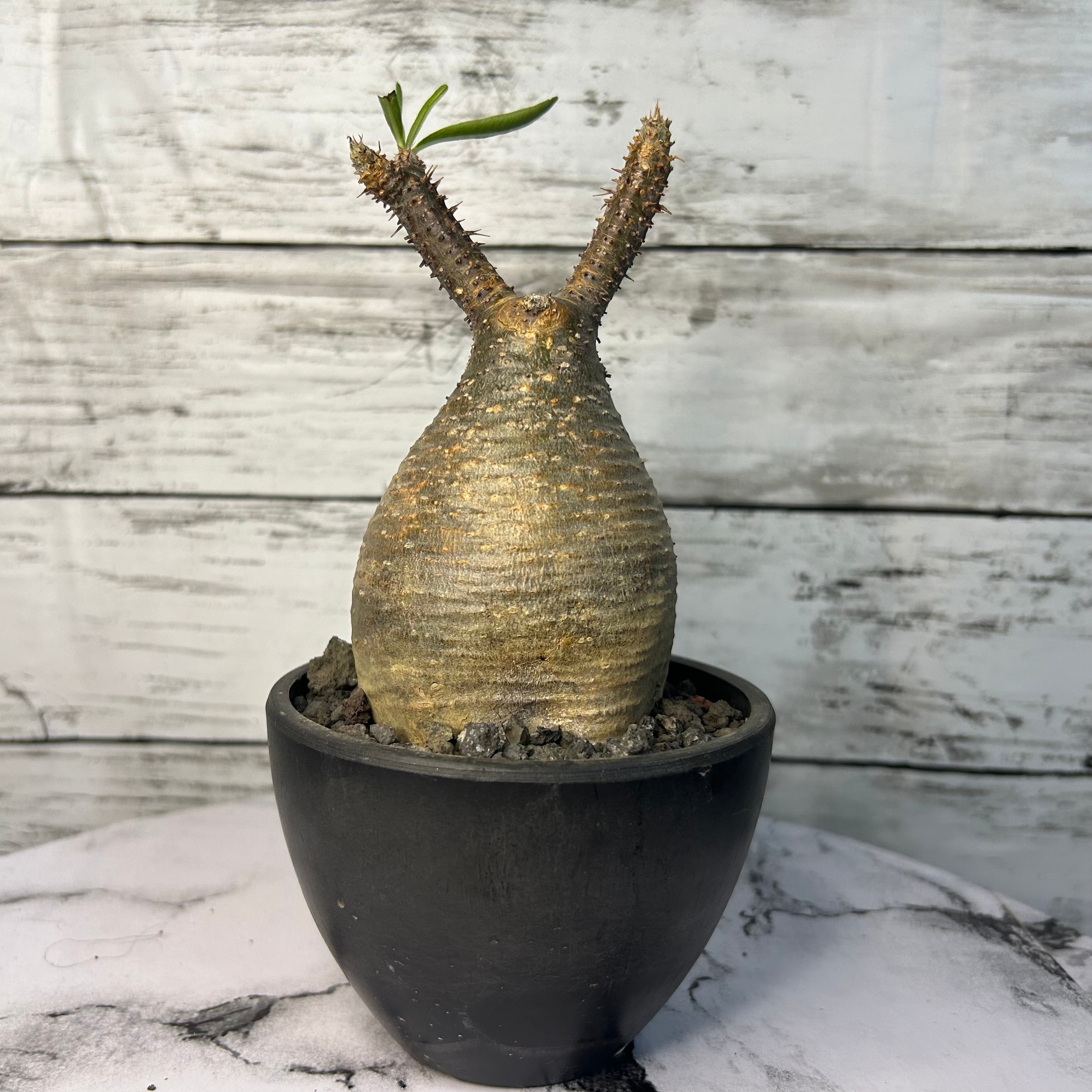 パキポディウム グラキリス 現地球(発根済み)象牙宮 3号 塊根植物 | PLARE