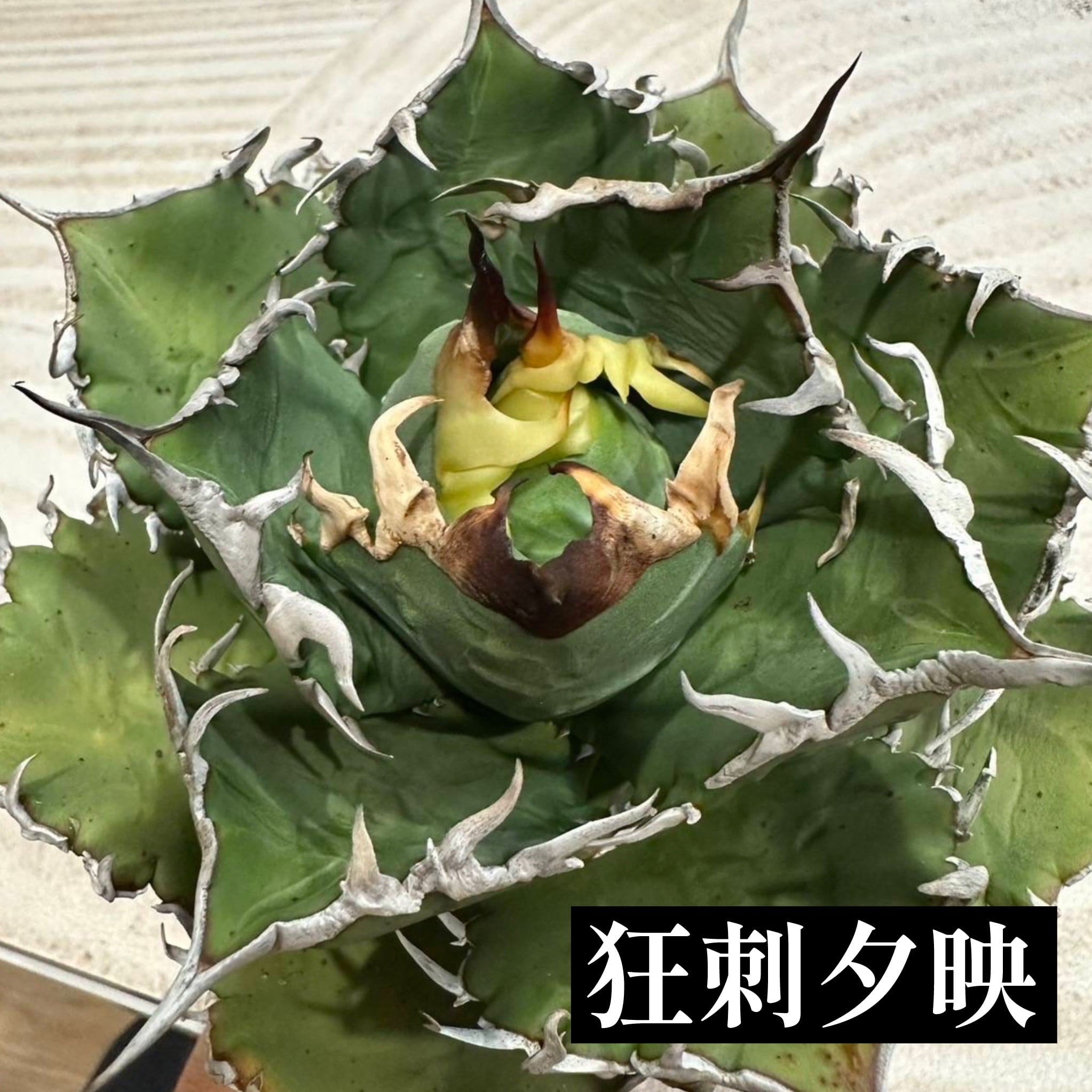 アガベ チタノタ 福建白鯨(狂刺夕映)【1044】 | PROTOLEAF プロトリーフ