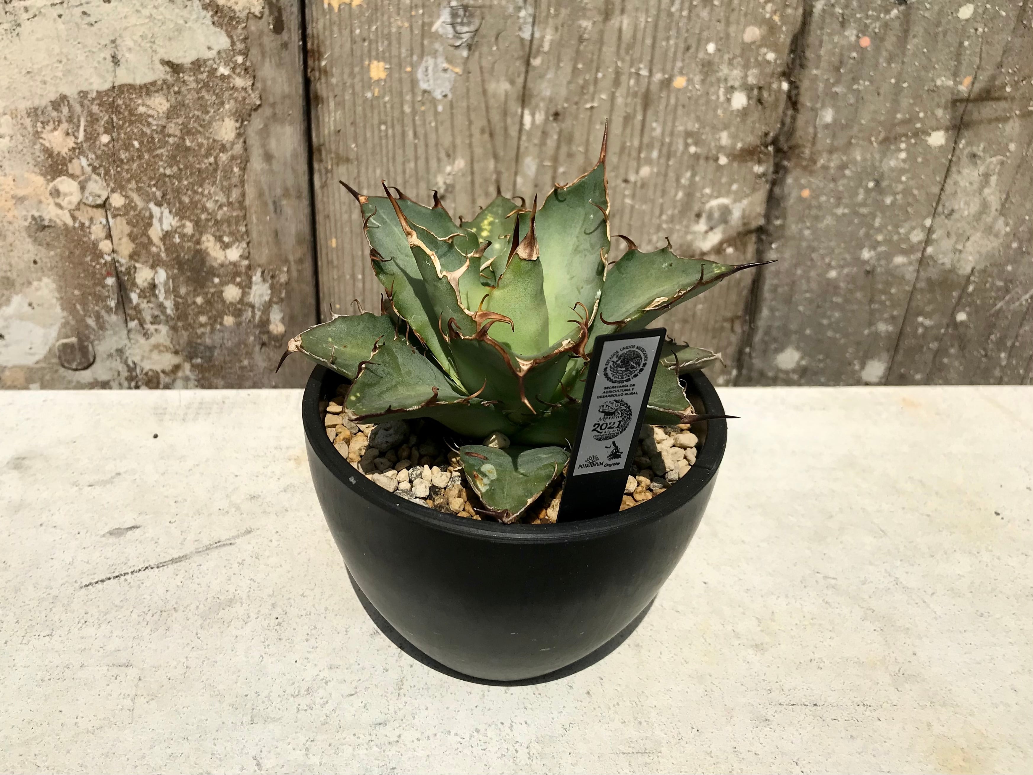 ① Agave oteroi from Oaxaca / アガベ オテロイ オアハカ 現地株