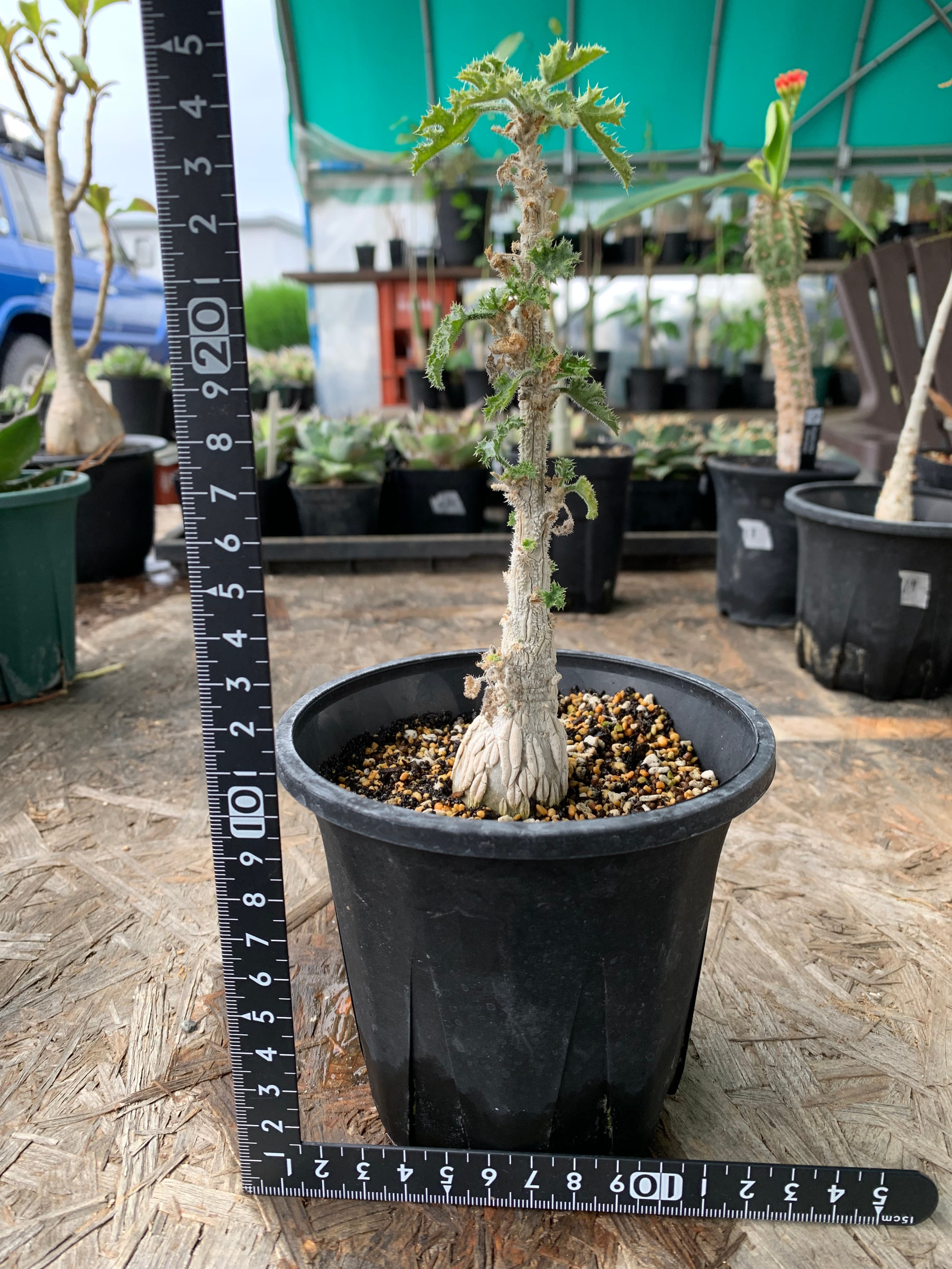 デンドロシキオス ソコトラーナ 【送料着払い】21 | CACTUS330