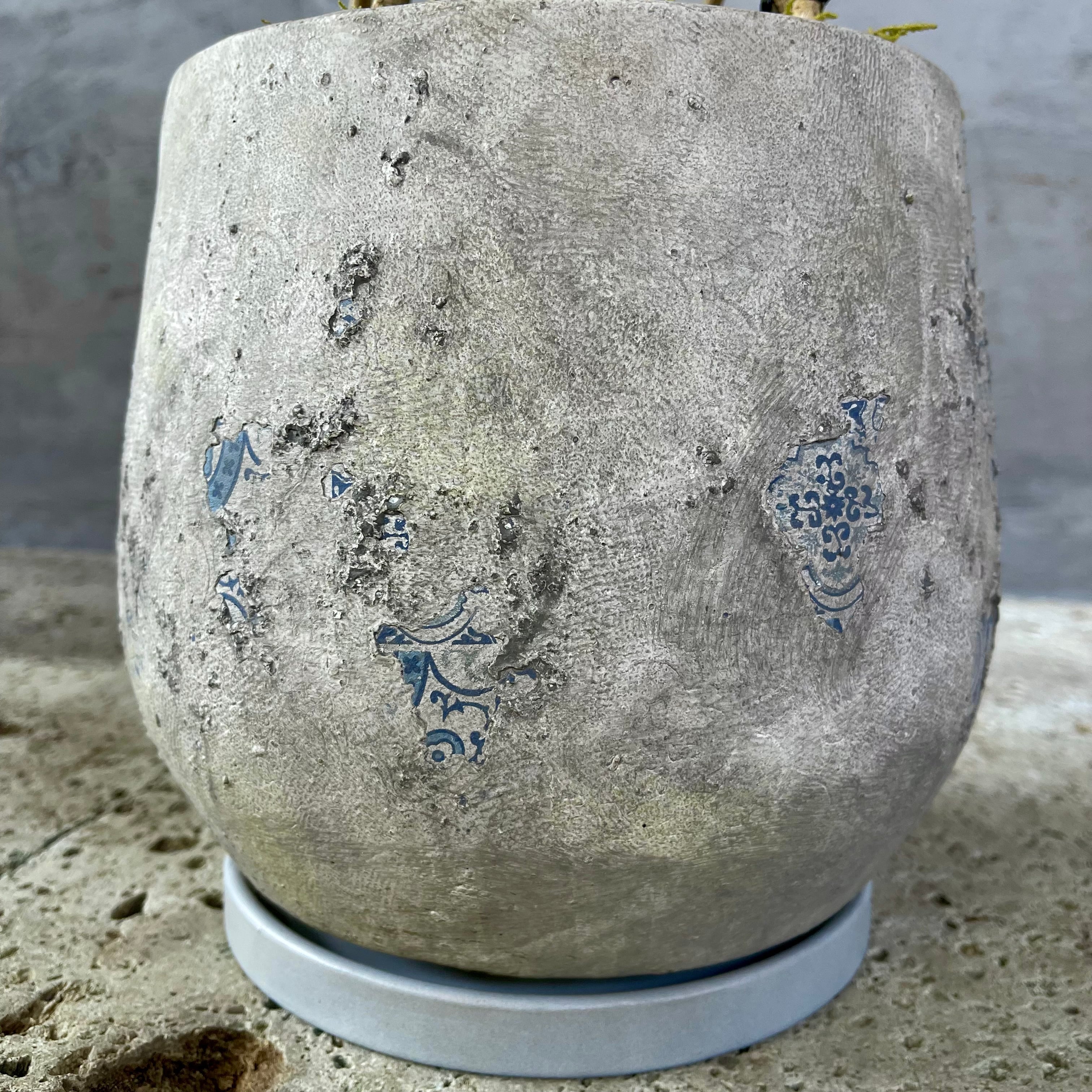 斑入り フィカス ベンジャミン 編み込み 天然苔仕立て 8号 陶器鉢