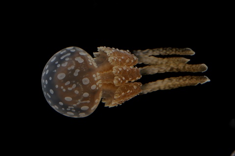 タコクラゲ | 美ら海生き物図鑑 | 沖縄美ら海水族館 - 沖縄の美ら海を