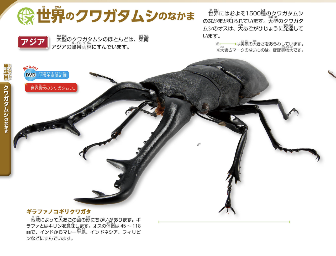 世界最大の【クワガタムシ】「ギラファノコギリクワガタ」とは