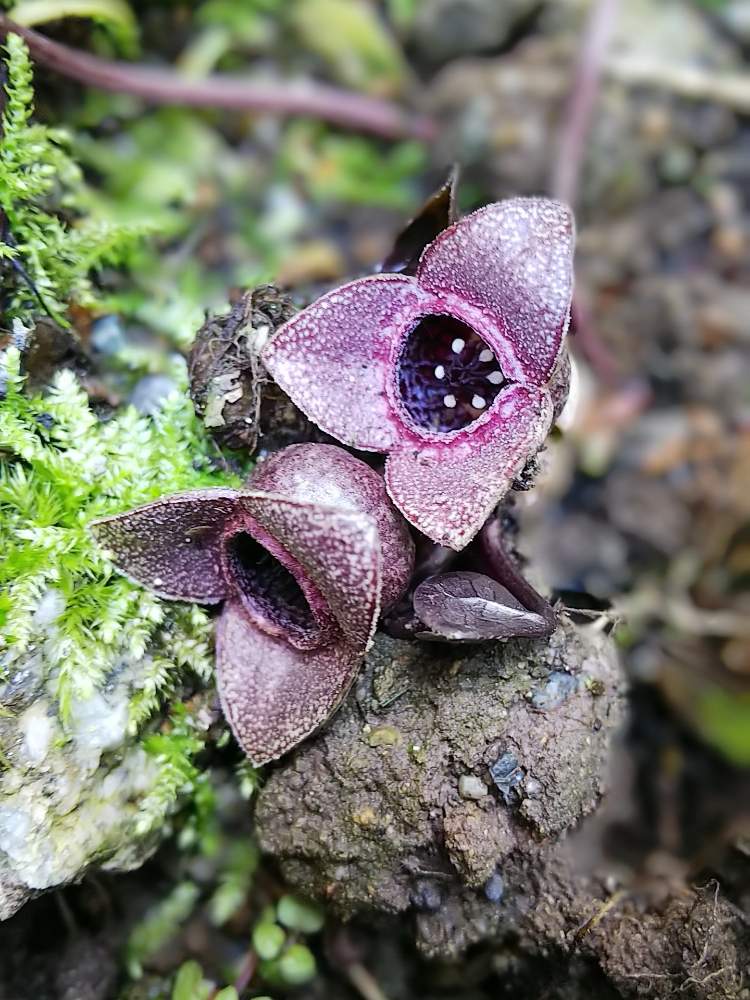 カンアオイ｜🍀GreenSnap（グリーンスナップ）