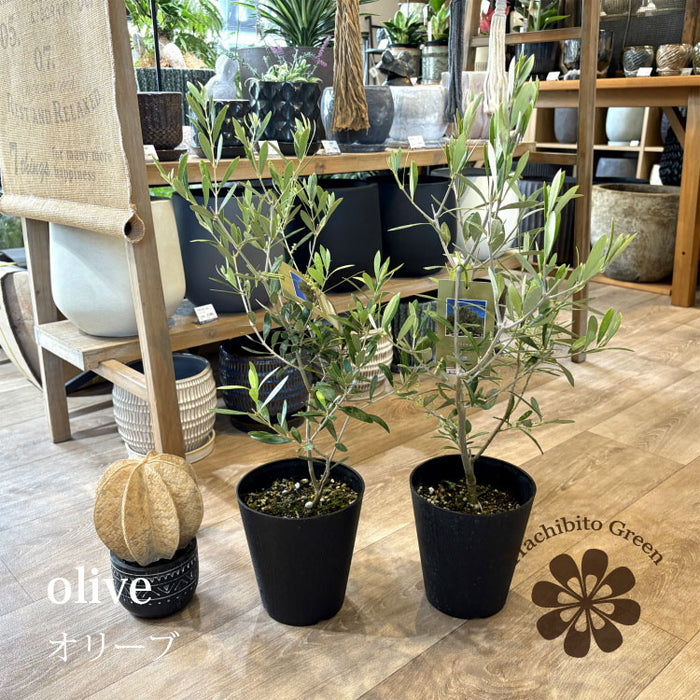 tb148_11_700x.jpg?v=1744959795