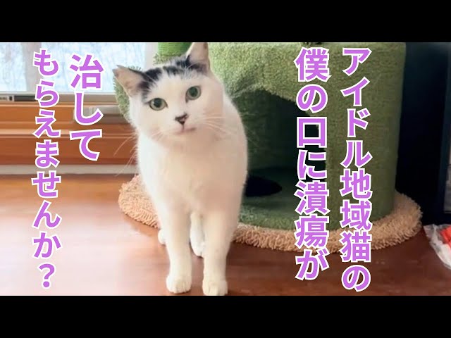 132] From a town idol to a companion in the home ㊗️Is it