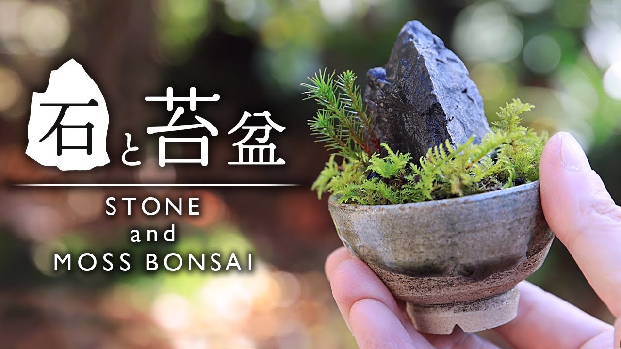 Make with Sake Cup Stone and Boss bean bonsai【Bonsai diary 12/18