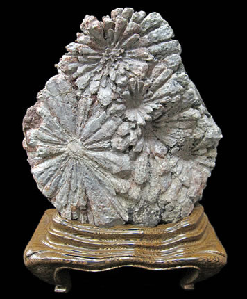 菊花石 販売・通販｜一点物の鑑賞石・庭石・菊紋様の至宝 [現物見学可