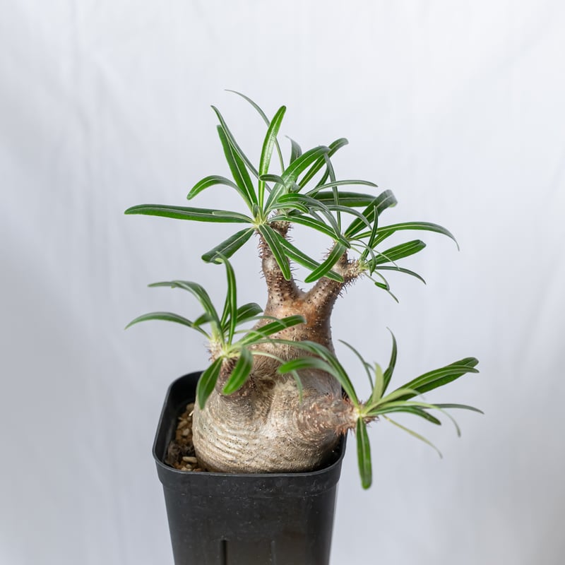 パキポディウム グラキリス pachypodhium Gracilius 塊根植物