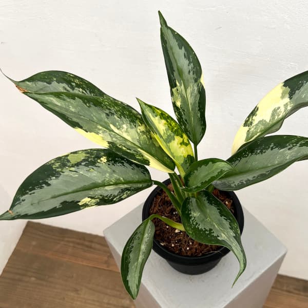 園芸ネット本店｜[ザ・ファームセレクト]アグラオネマ：スワンナプーム