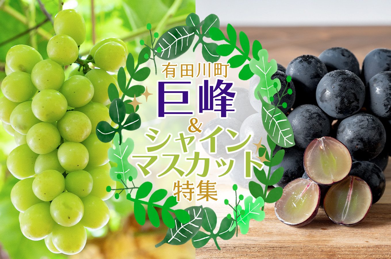 和歌山県有田川町の【関西随一！有田巨峰村】 採れたて新鮮なぶどう