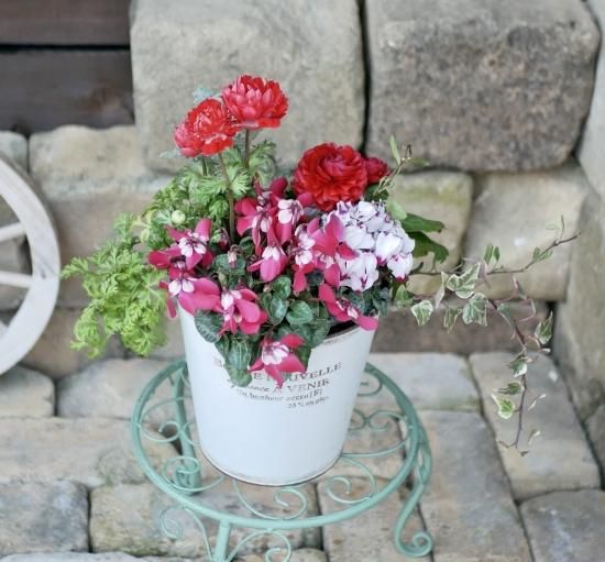 豪華なお花たち アネモネ ラナンキュラス 最高のシクラメンの苗