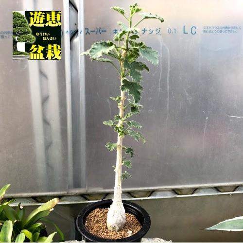 多肉植物：デンドロシキオス ソコトラーナ*塊幅3cm 現品！一品限り