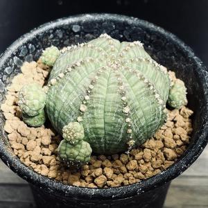 観葉植物：アガベ アテナータ*5号プラポット : 遊恵盆栽 Yahoo!店