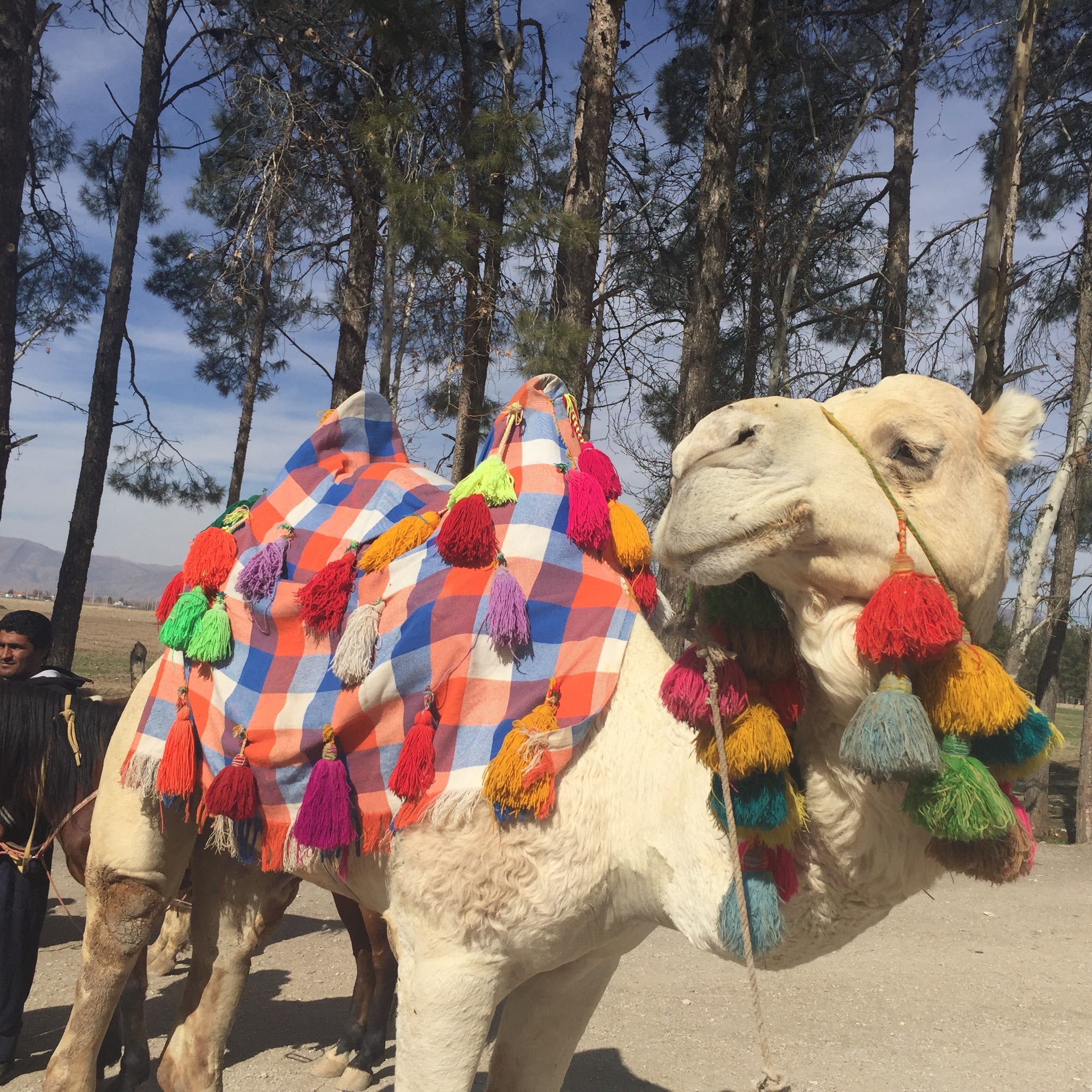 ギャッベ イラン産玄関マットサイズ 127✕84✕1.4