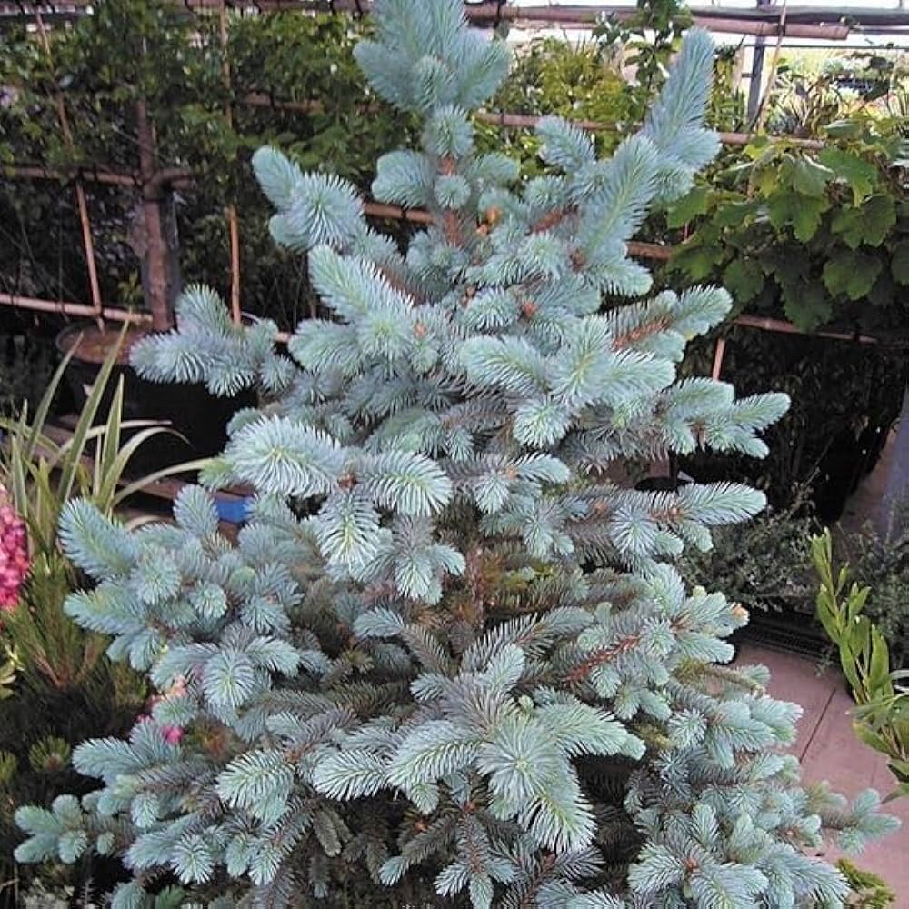 Amazon.co.jp: 花木苗 ピセアプンゲンスホプシー 1株 / 国華園 25年春