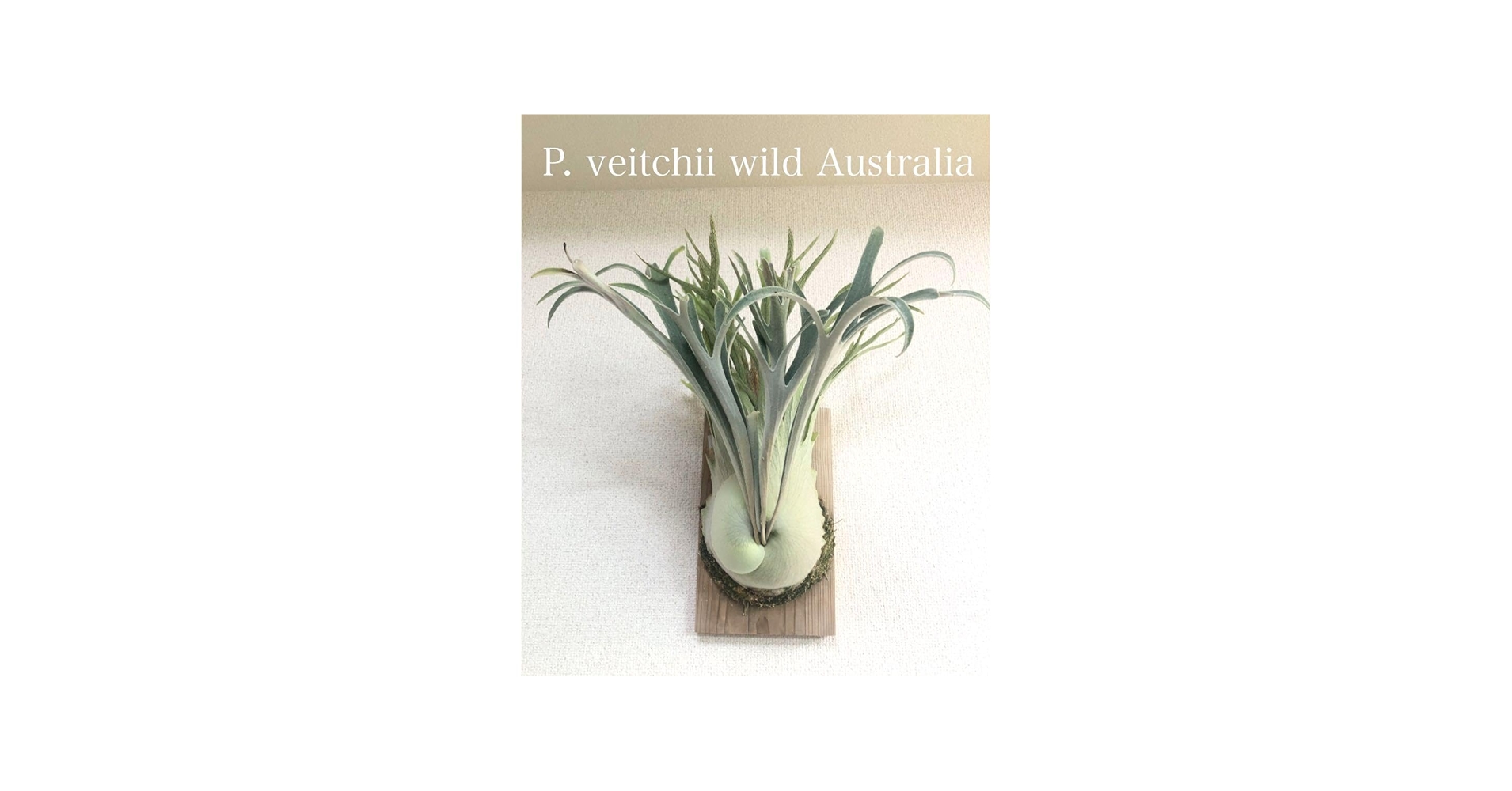 Amazon.co.jp: P. veitchii wild Australia ビカクシダ ベイチー 子株