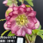 お買い得一点物咲き進み株】加藤農園 クリスマスローズ グロッシー