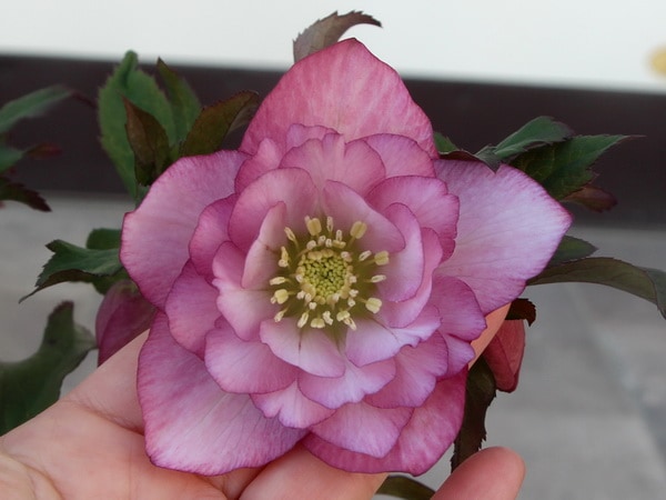 クリアランスセール☆【5.5号ポット】ラスト1点☆クリスマスローズ