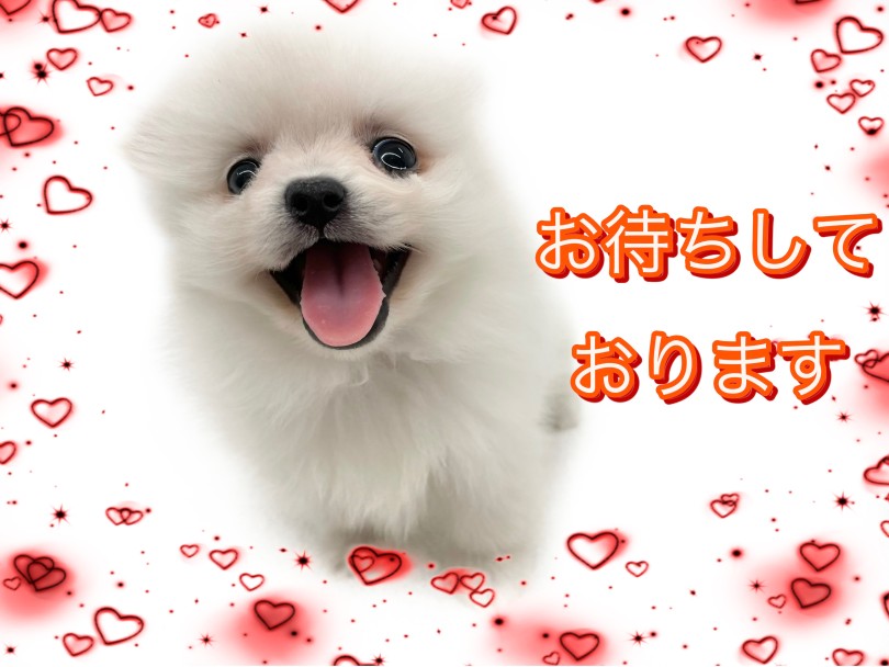 ポメラニアン 】 プレミアム認定！極上ポメラニアンがやってきた
