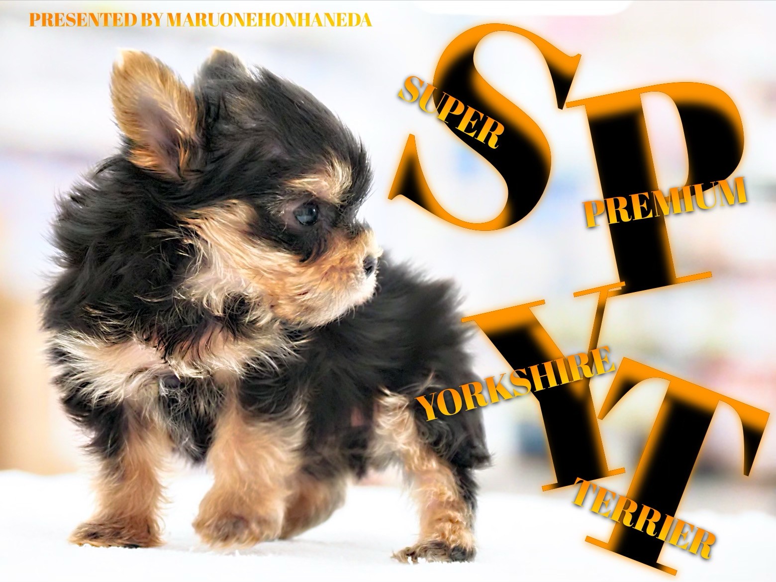 ヨークシャーテリア 】びっくり仰天の可愛さ！小さめのプレミアム