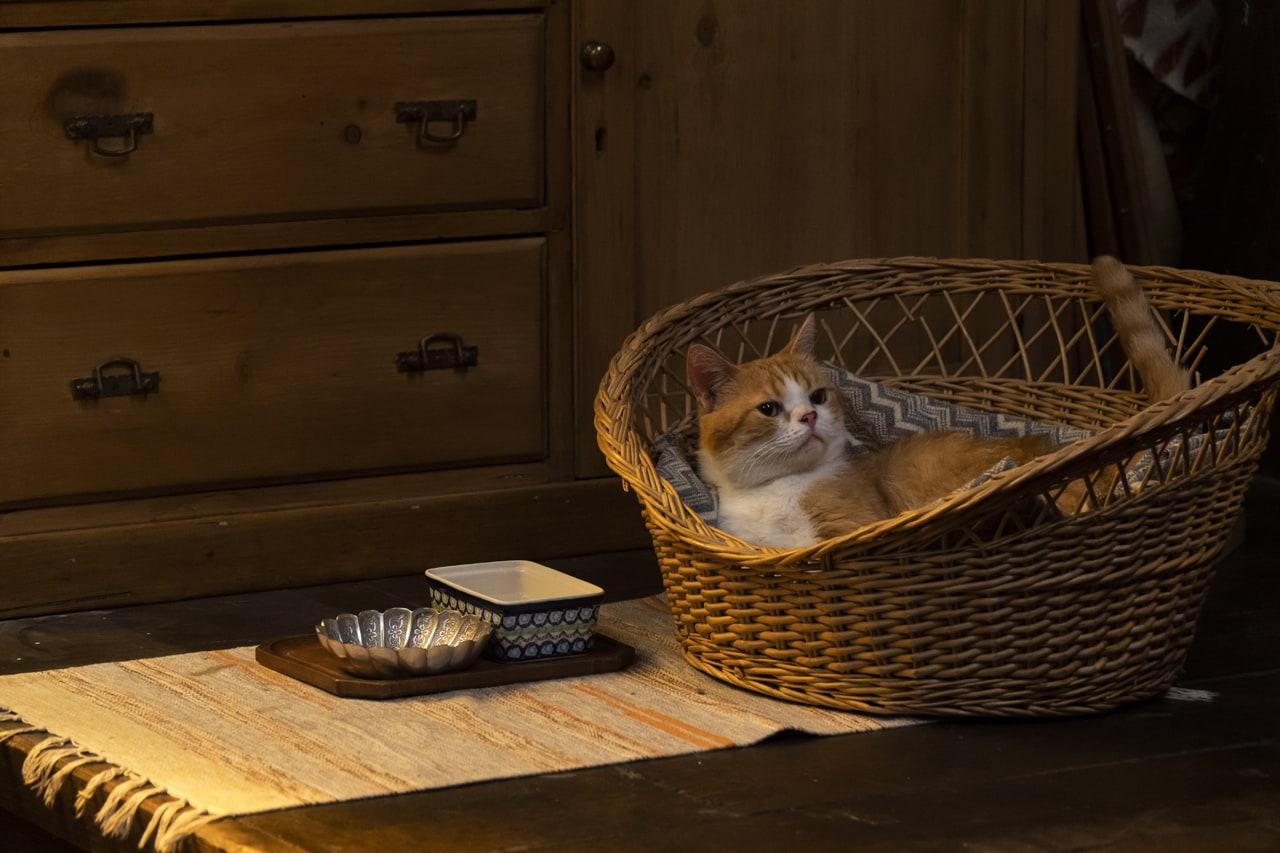 カゴで休んだり、歩いたり「耳をすませば」猫のムーンの場面写真公開