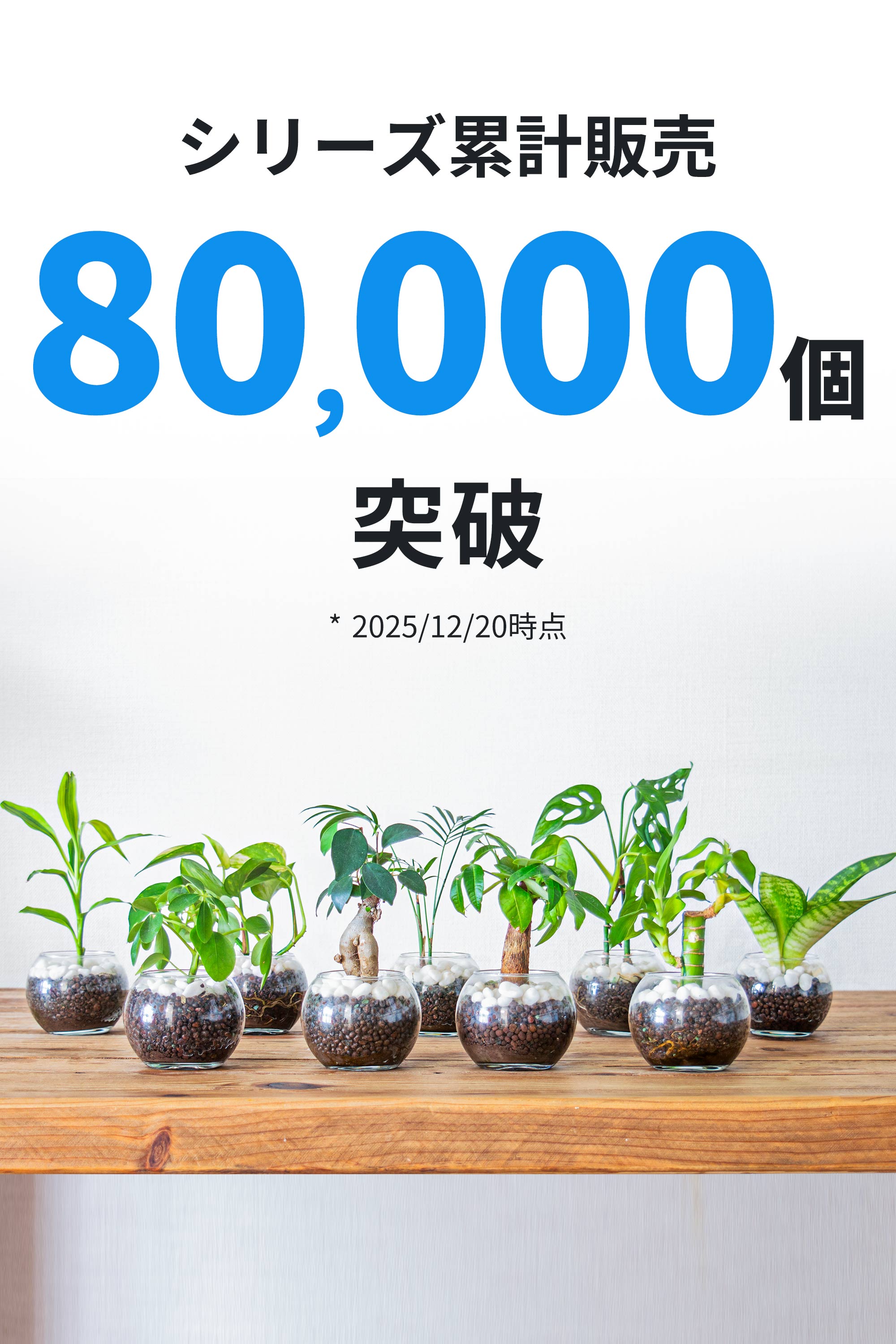 カポックとパキラの違いと見分ける方法を徹底解説！ – miipas