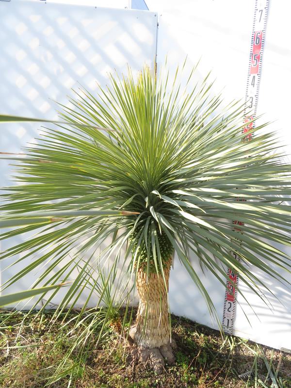 楽天市場】【現品発送】ユッカ リギダ 12号鉢植え H60cm【産直