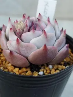 2026年最新】ストロベリーミルククラウンの人気アイテム - メルカリ