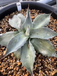 2026年最新】アウェイクニングエンジェルの人気アイテム - メルカリ