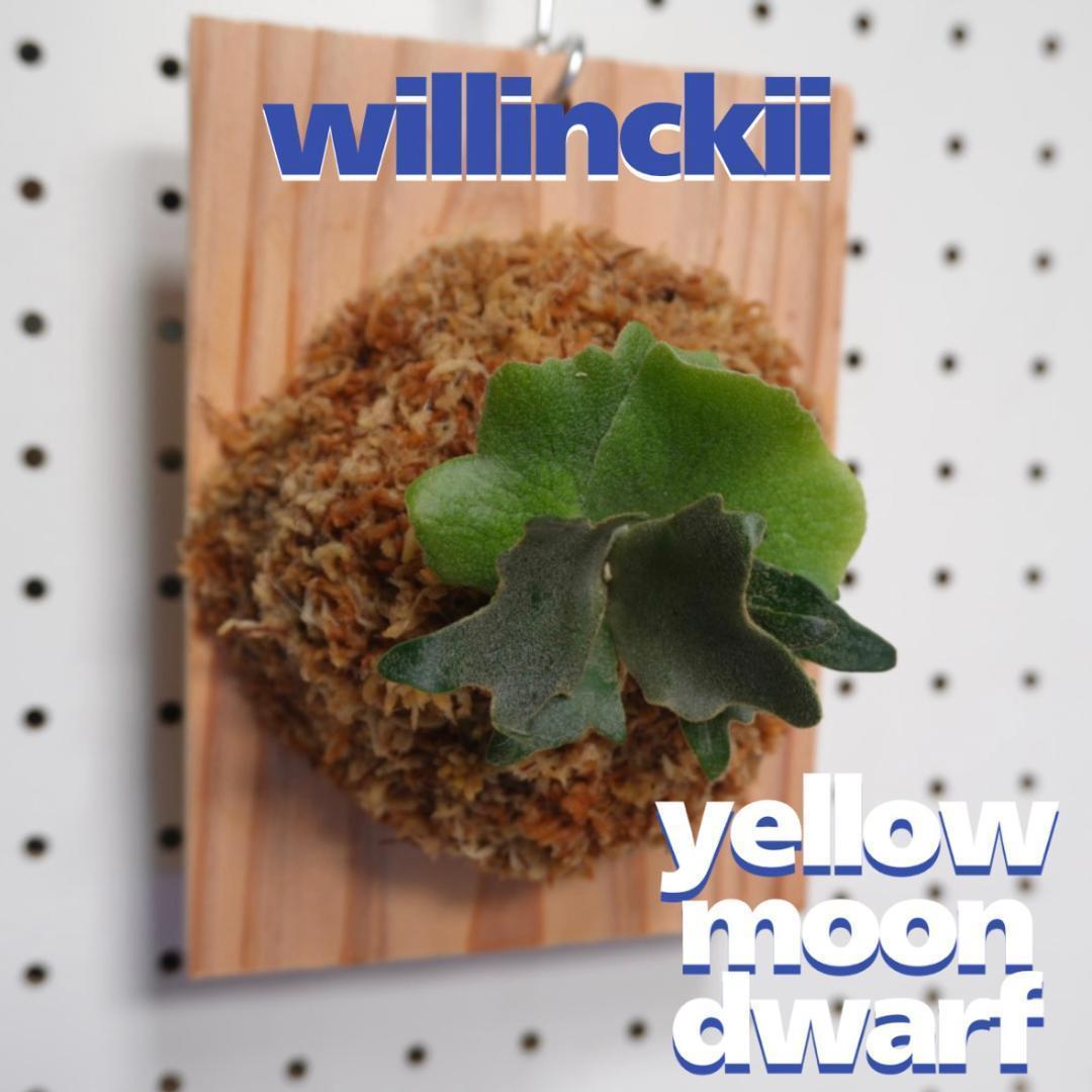 ビカクシダ YMDS ウィリンキー系 イエロームーンドワーフ　スポア Y-7 P.willinckii Yellow moon dwarf (from晴花鹿苑) | naturefix