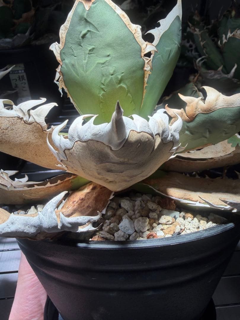 アガベ オアハカ　オテロイ　oaxaca oteroi アガベ・オテロイ オアハカ実生の栽培記録 – ゆるぷ