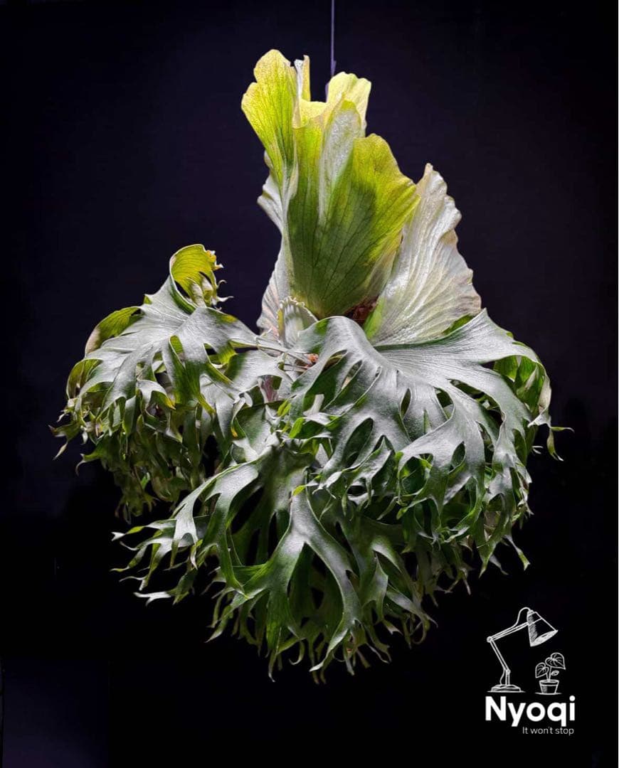 P. hillii coronarium Flamenco 【M-45】 P.hillii x coronarium Flamenco A striking hybrid staghorn fern