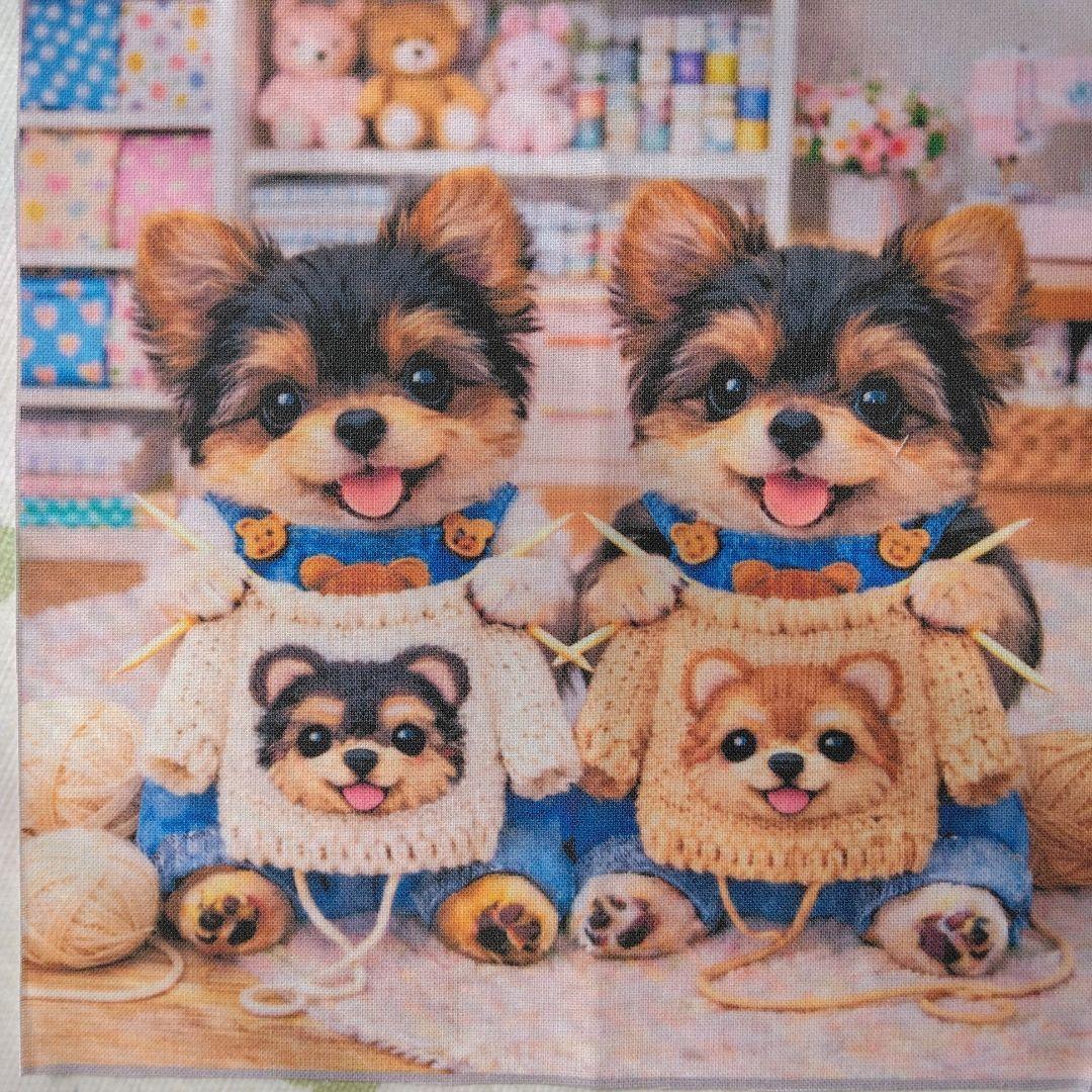 ☆受付☆ヨークシャテリア ヨークシャーテリア(男の子) | Zoomore青森店【ダイヤモンドケンネル】