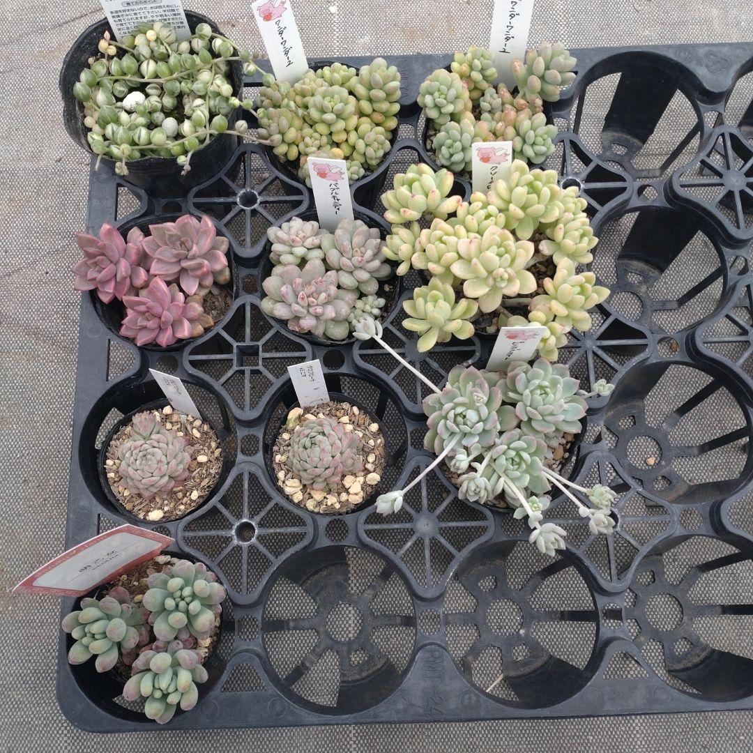 ぷっぷ丸さん専用 ぷちまるDX張り子犬 / Puchimaru DX Papier mache dog：704457