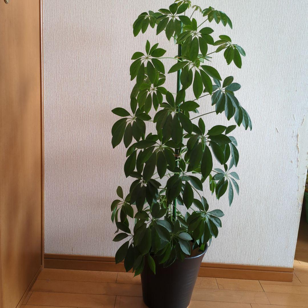 パキラ？カポック カポック ハイドロカルチャー 丸い葉っぱの観葉植物 – miipas