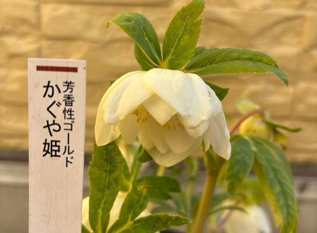 バ*カ様 加藤農園　認定かぐや姫　芳香性ホワイトゴールド開花株　匿名発送　現品 お買い得一点物咲き進み株】加藤農園 クリスマスローズ グラデーション