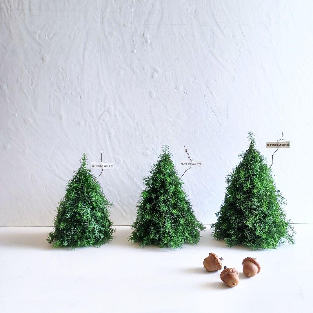 新品 未使用 ドライフラワー リース ツリー 針葉樹 インテリア order 新品 未使用 ドライフラワー リース ツリー 針葉樹 インテリア order