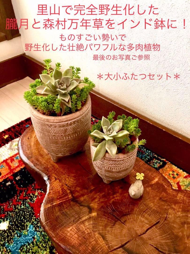 完売　　森で完全野生化！【朧月＊森村万年草】インドの可愛い鉢植え＊大小セットで！ いちかわふぁ〜む産 ）森村万年草 2寸/緑 3/2 - tot-ziens!