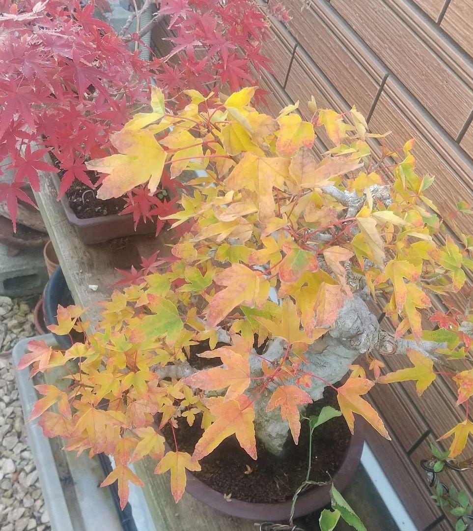 ※盆栽カエデ/中品盆栽/足元の根張と太く曲がった極太幹の盆栽(落葉しました) カエデ Maple - 盆栽日本 Bonsai Japan