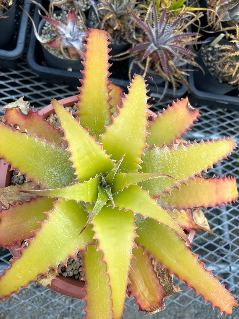 大人気 ヘクチア ラナタ 雌株 Hechtia lanata ⑵ Amazon.co.jp: Hechtia lanata ヘクチア ラナータ 種子50粒 （Δ8