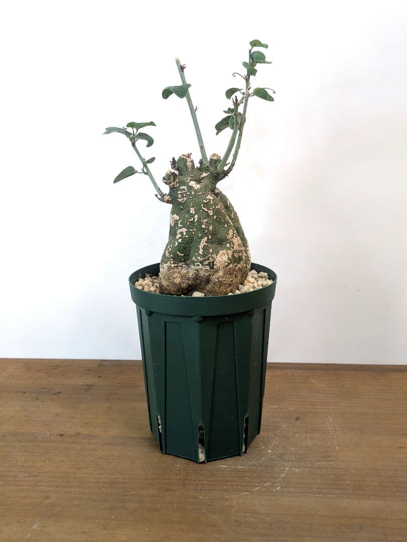 アデニア スピノーサ 現地株 発根済 アデニア スピノーサ （発根済み）RF230476 | RAFLUM / ラフラム｜東京